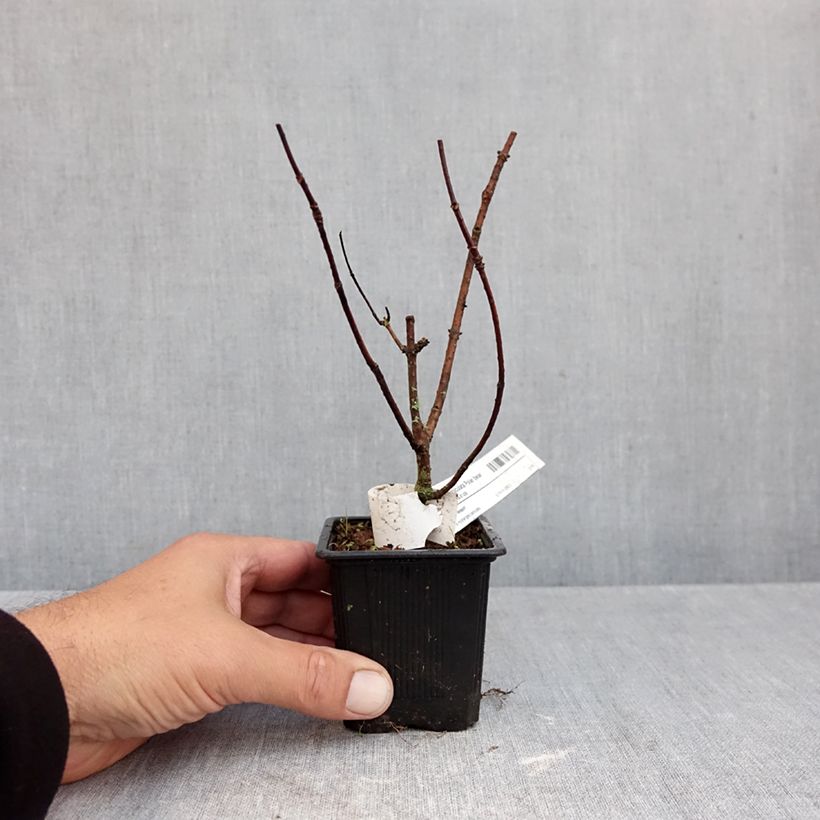 Exemplar von Rispenhortensie Polar Bear - Hydrangea paniculata Kleine Töpfe von 8/9 cm wie im Herbst geliefert