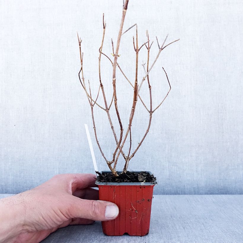 Exemplar von Rispenhortensie Polar Bear - Hydrangea paniculata Kleine Töpfe von 8/9 cm wie im Frühjahr geliefert