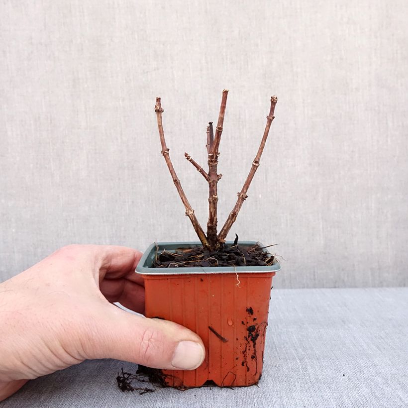 Exemplar von Rispenhortensie Switch Ophelia - Hydrangea paniculata Kleine Töpfe von 8/9 cm wie im Winter geliefert