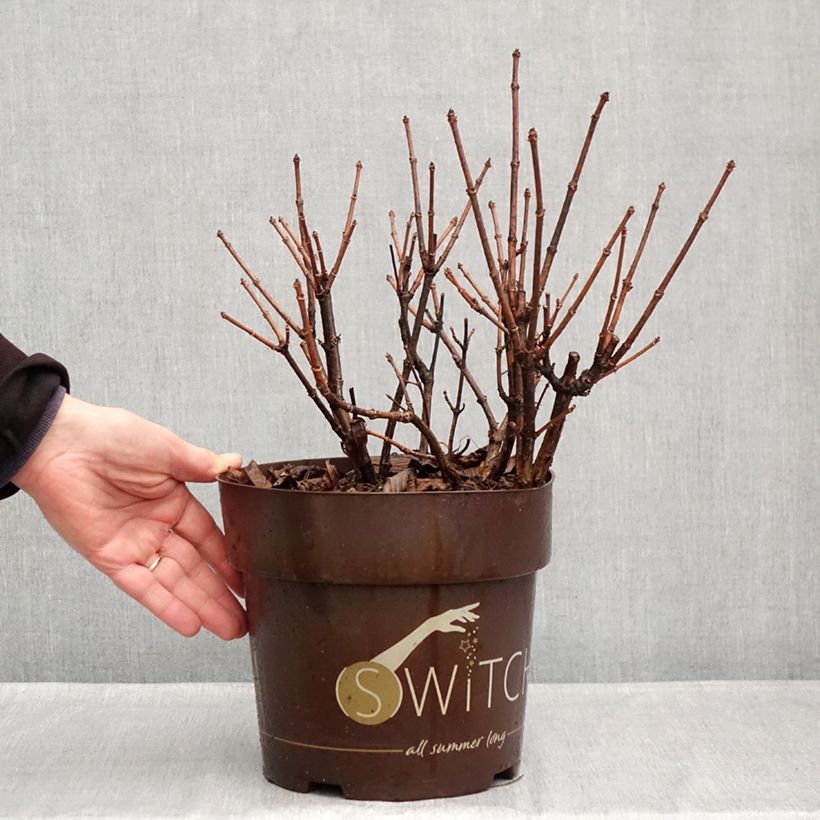 Exemplar von Rispenhortensie Switch Ophelia - Hydrangea paniculata Topf mit 3L/4L wie im Herbst geliefert