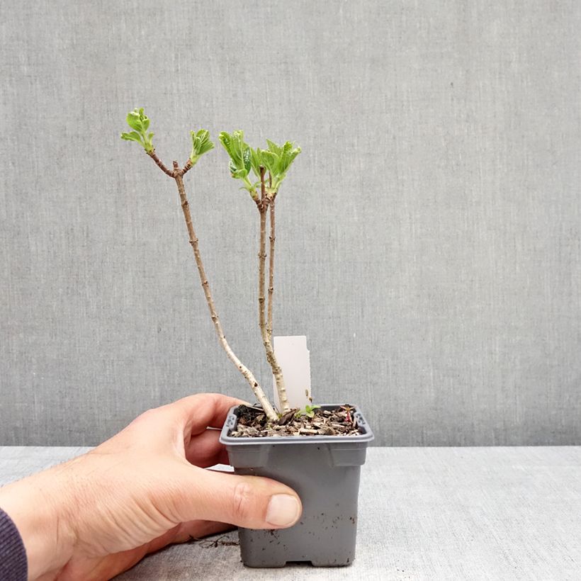 Exemplar von Rispenhortensie Silver Dollar - Hydrangea paniculata Kleine Töpfe von 8/9 cm wie im Frühjahr geliefert