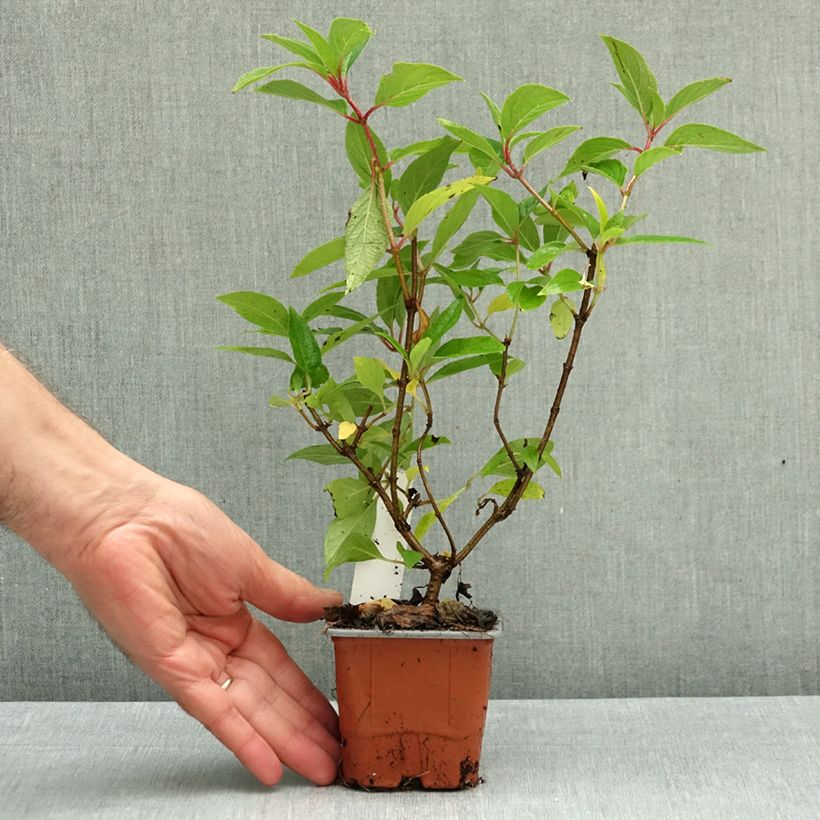 Exemplar von Rispenhortensie Skyfall - Hydrangea paniculata Kleine Töpfe von 8/9 cm wie im Herbst geliefert