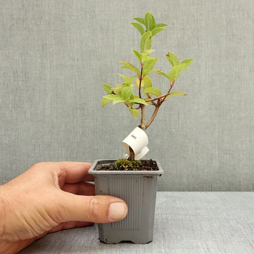 Exemplar von Rispenhortensie Sundae Fraise - Hydrangea paniculata Kleine Töpfe von 8/9 cm wie im Sommer geliefert