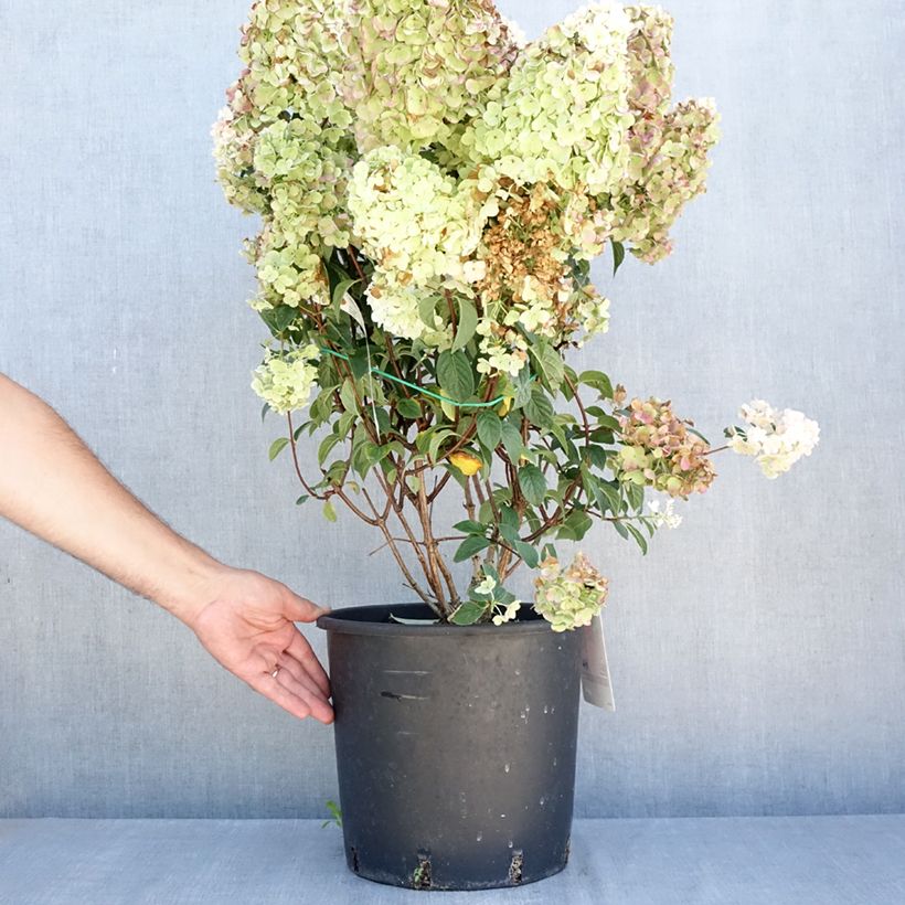 Exemplar von Rispenhortensie Sundae Fraise - Hydrangea paniculata Topf mit 7,5L/10L wie im Sommer geliefert