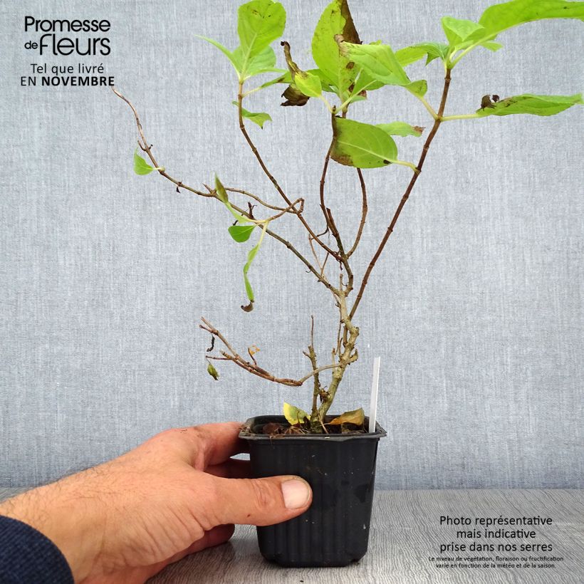 Exemplar von Rispenhortensie Sunlight - Hydrangea paniculata Kleine Töpfe von 8/9 cm wie im Herbst geliefert