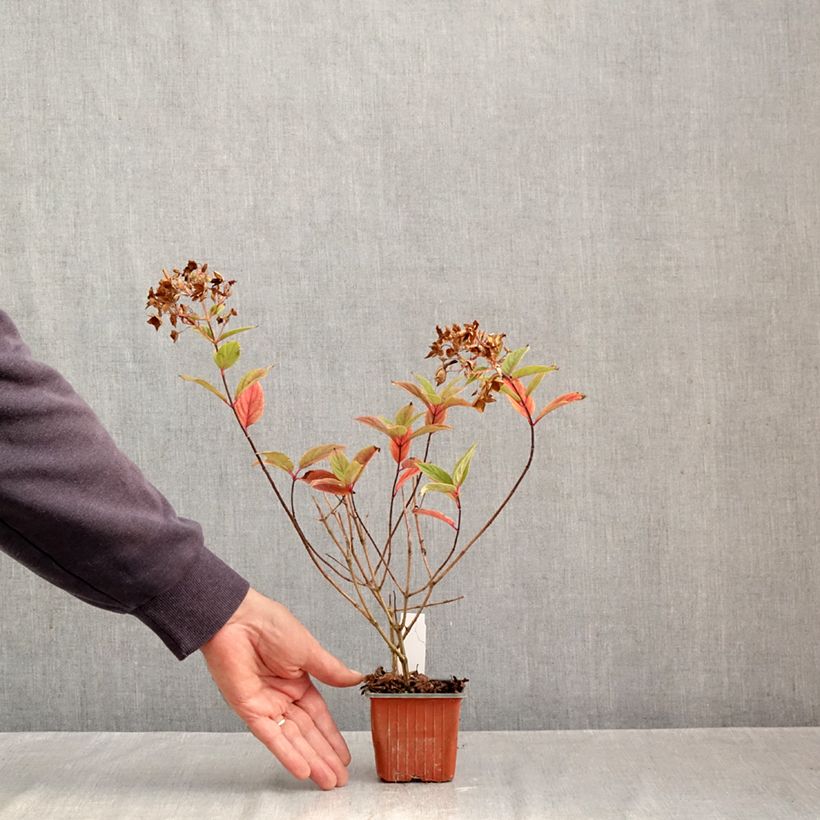 Exemplar von Rispenhortensie Tickled Pink - Hydrangea paniculata Kleine Töpfe von 8/9 cm wie im Herbst geliefert