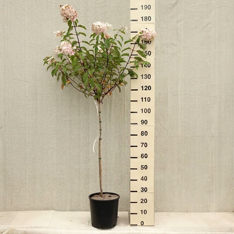 Exemplar von Rispenhortensie Vanille Fraise - Hydrangea paniculata Topf mit 6L/7L wie im Herbst geliefert