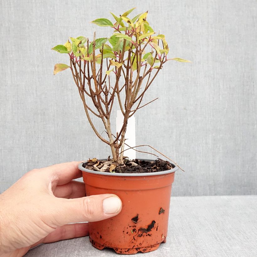 Exemplar von Rispenhortensie White Light - Hydrangea paniculata Topf 12 cm / 13 cm wie im Herbst geliefert