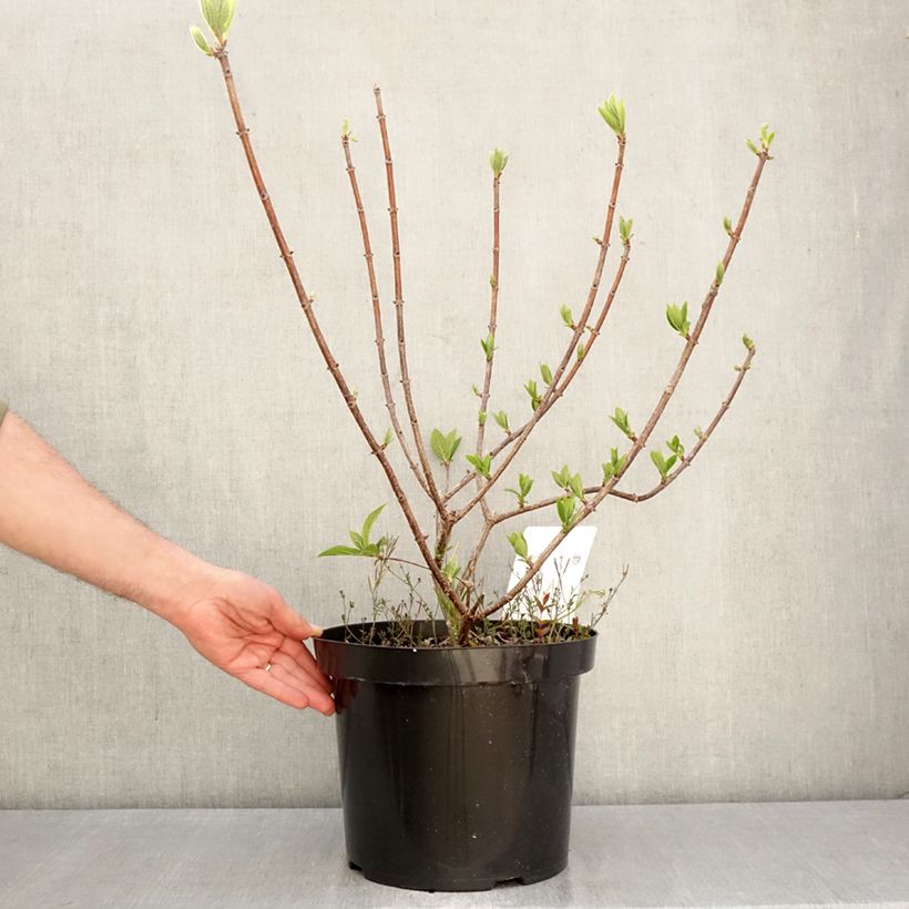 Exemplar von Rispenhortensie Wim's red - Hydrangea paniculata Topf mit 7,5L/10L wie im Frühjahr geliefert