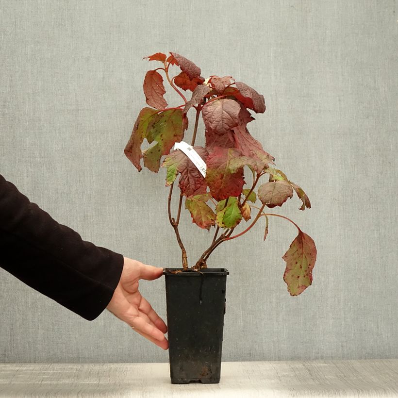 Exemplar von Eichenblatt-Hortensie Amethyst - Hydrangea quercifolia Topf mit 1,5L/2L wie im Herbst geliefert