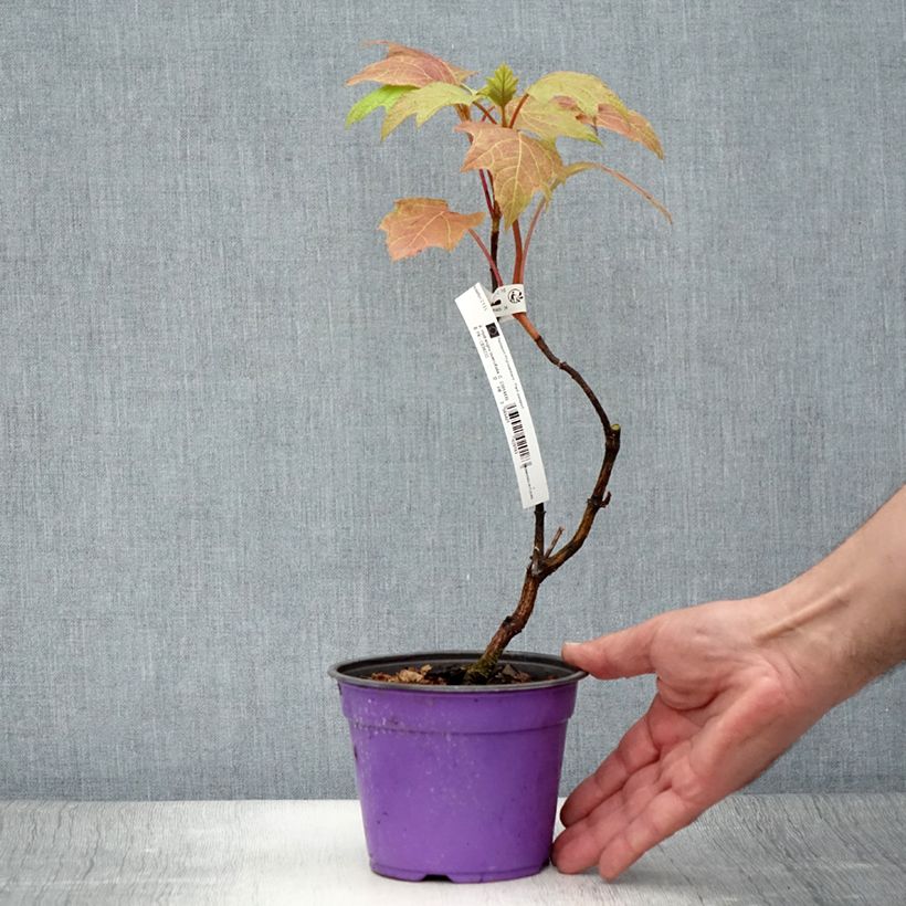 Exemplar von Eichenblatt-Hortensie Amethyst - Hydrangea quercifolia Topf mit 1,5L/2L wie im Sommer geliefert