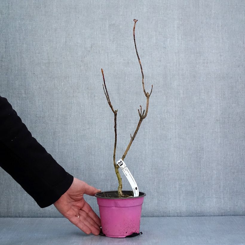 Exemplar von Eichenblatt-Hortensie Amethyst - Hydrangea quercifolia Topf mit 1,5L/2L wie im Winter geliefert