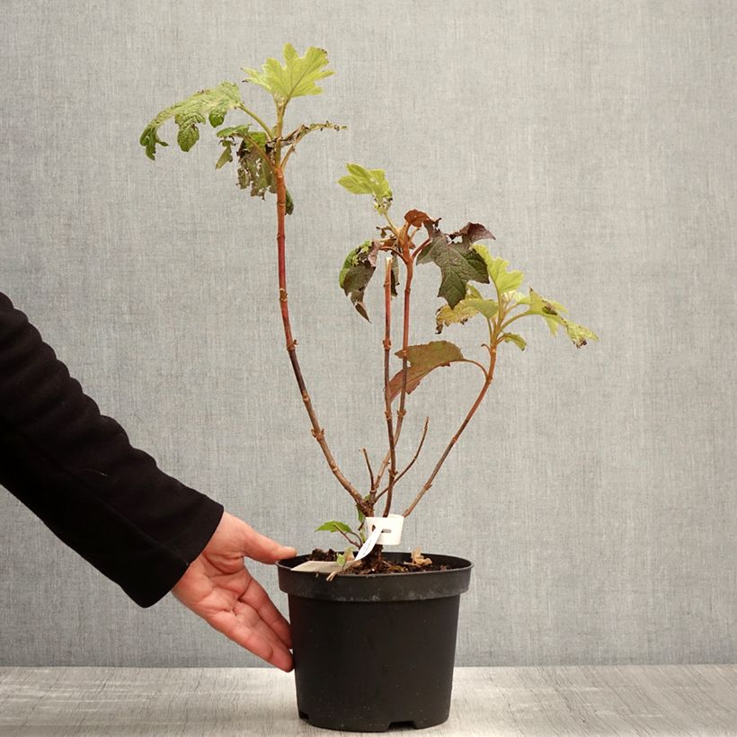 Exemplar von Eichenblatt-Hortensie Back Porch - Hydrangea quercifolia Topf mit 3L/4L wie im Frühjahr geliefert