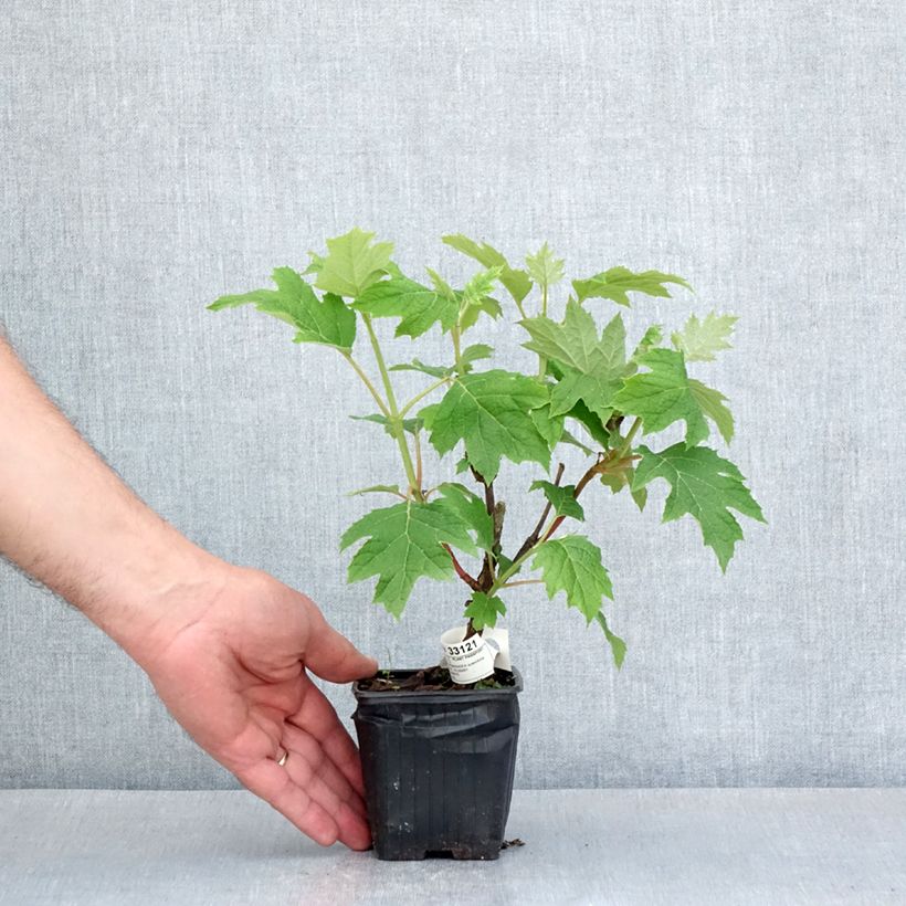 Exemplar von Eichenblatt-Hortensie Ruby Slippers - Hydrangea quercifolia Kleine Töpfe von 8/9 cm wie im Frühjahr geliefert