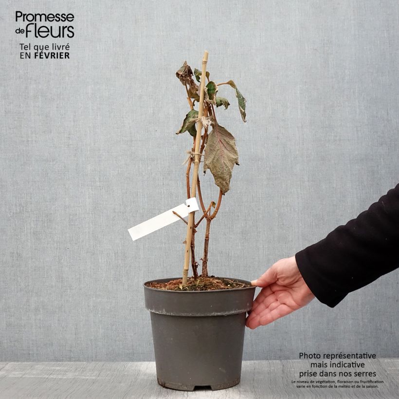 Exemplar von Eichenblatt-Hortensie Tara - Hydrangea quercifolia Topf mit 3L/4L wie im Winter geliefert