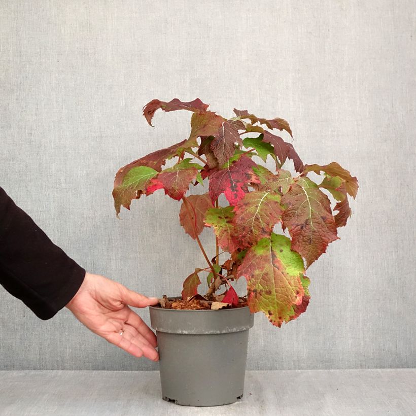 Exemplar von Eichenblatt-Hortensie Tara - Hydrangea quercifolia Topf mit 3L/4L wie im Herbst geliefert