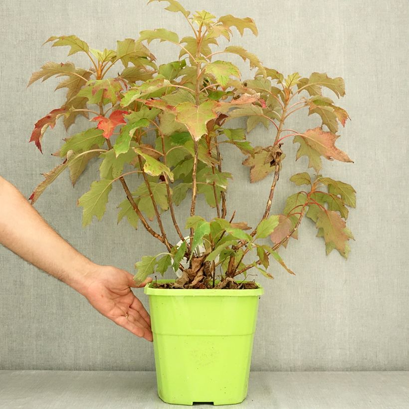 Exemplar von Eichenblatt-Hortensie Tara - Hydrangea quercifolia Topf mit 7,5L/10L wie im Sommer geliefert
