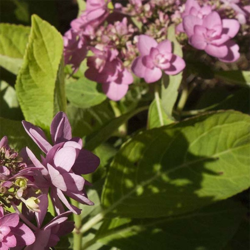 Hydrangea macrophylla You and Me Forever - Bauernhortensie (Laub)