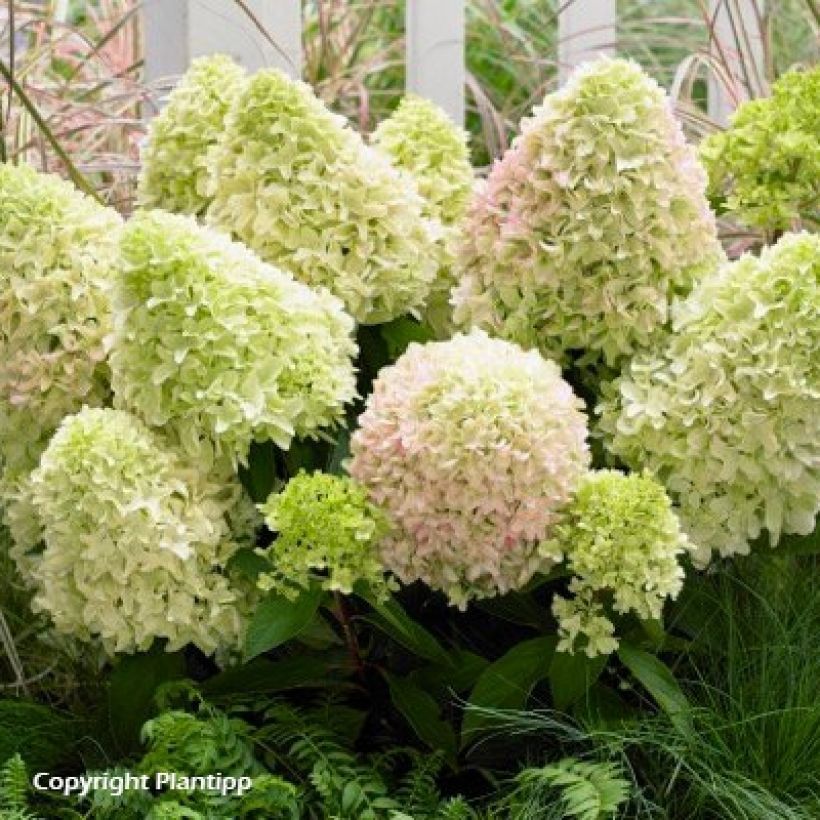 Rispenhortensie Little Fresco - Hydrangea paniculata (Hafen)