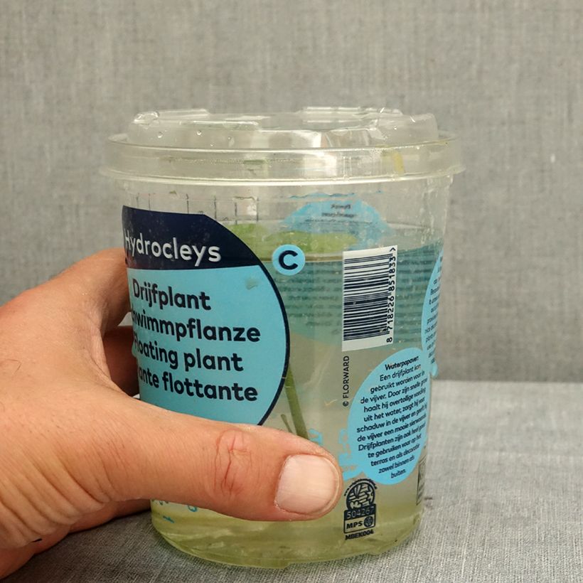 Exemplar von Hydrocleys nymphoides - Seerosenähnliche Wassermohn Box wie im Frühjahr geliefert