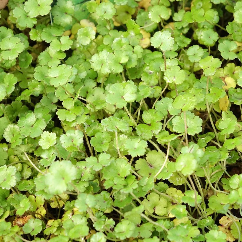 Hydrocotyle nova-zealandiae - Neuseeland-Wassernabel (Laub)