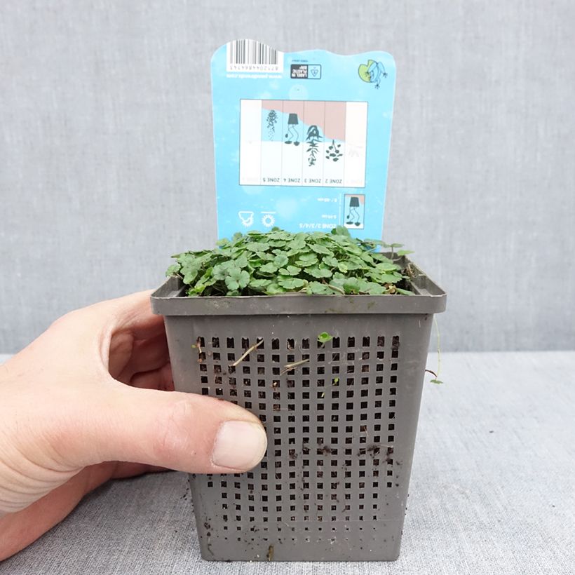 Exemplar von Hydrocotyle nova-zealandiae - Neuseeland-Wassernabel Topf mit 1L/1,5L wie im Frühjahr geliefert