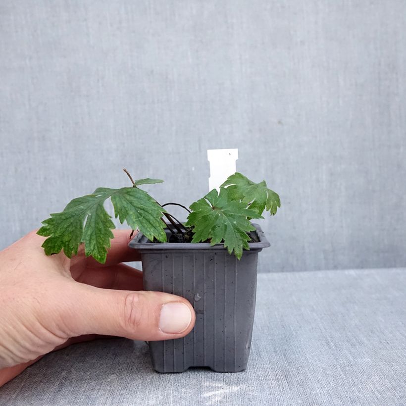 Exemplar von Hydrophyllum virginianum - Virginia Wasserblatt Kleine Töpfe von 8/9 cm wie im Herbst geliefert