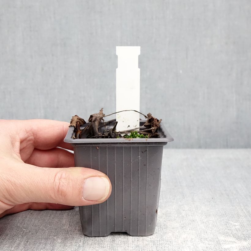 Exemplar von Hydrophyllum virginianum - Virginia Wasserblatt Kleine Töpfe von 8/9 cm wie im Winter geliefert