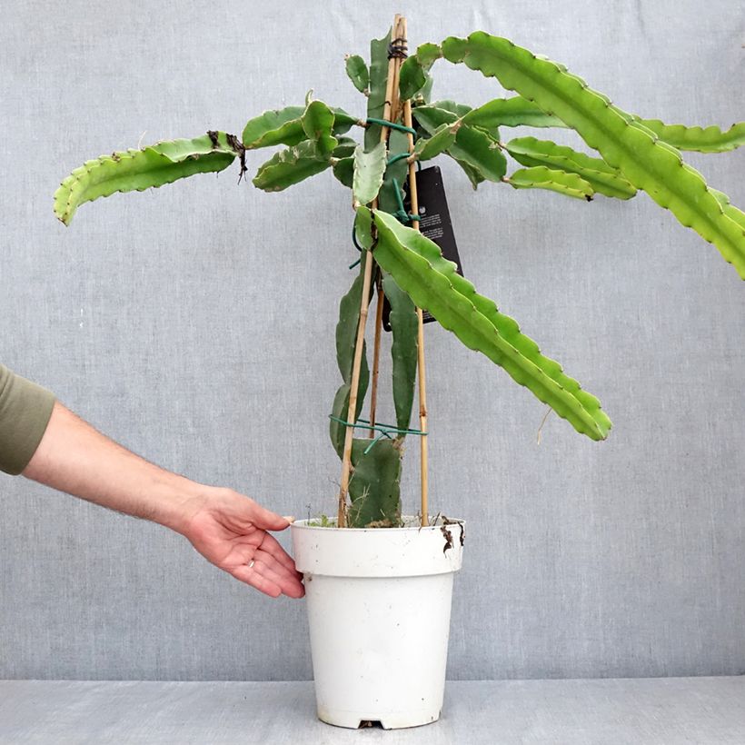 Exemplar von Chacam - Hylocereus undatus Topf mit 6L/7L wie im Sommer geliefert