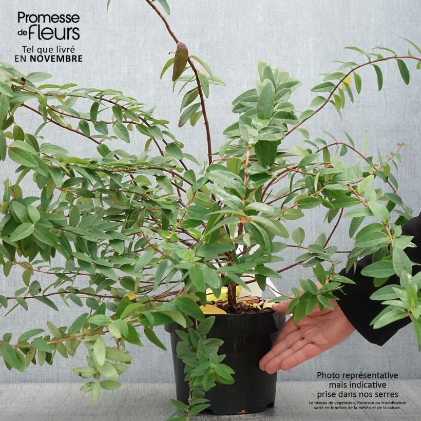Exemplar von Hypericum dummeri Peter Dummer - Johanniskraut Topf mit 3L/4L wie im Herbst geliefert