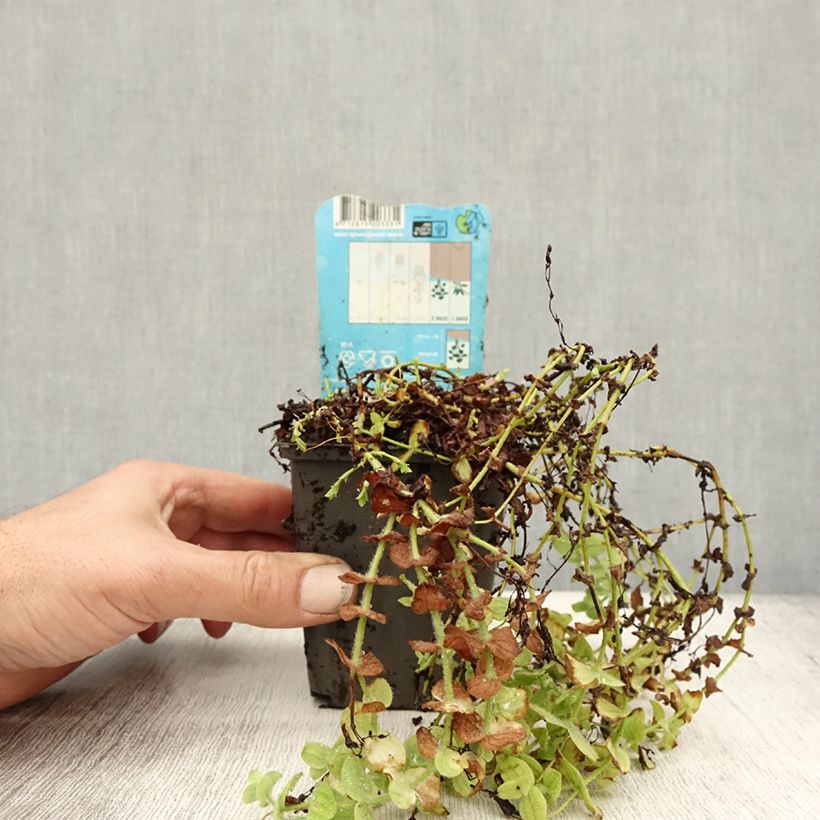 Exemplar von Hypericum elodes - Sumpf-Johanniskraut Kleine Töpfe von 8/9 cm wie im Herbst geliefert