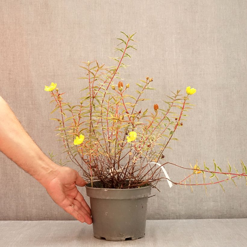 Exemplar von Hypericum Hidcote Limelight - Großblumiges Johanniskraut Topf mit 3L/4L wie im Sommer geliefert
