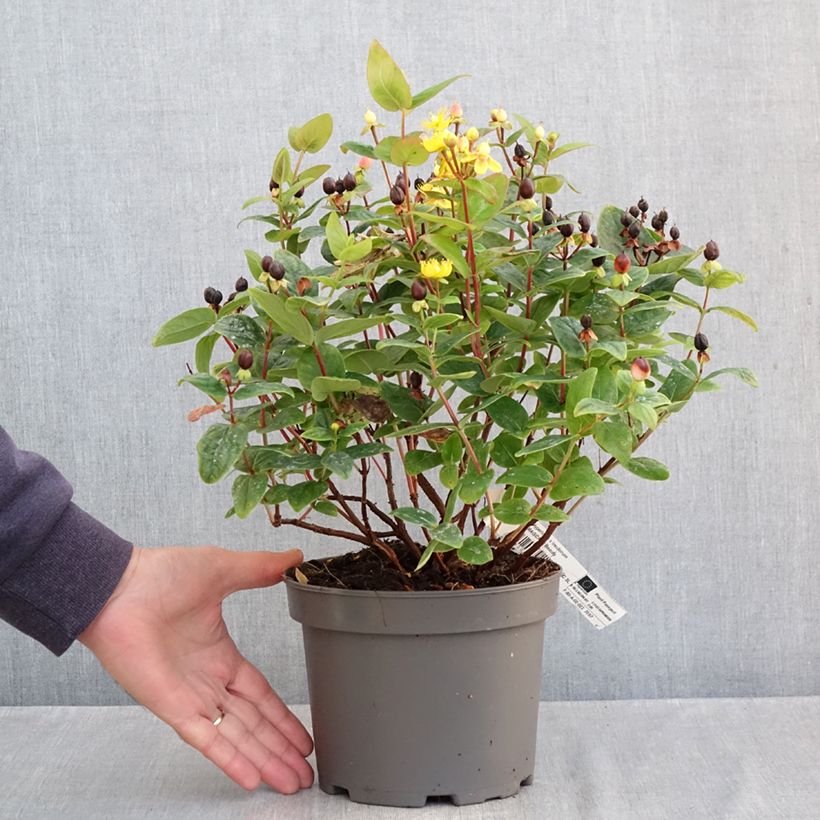 Exemplar von Hypericum Magical Beauty Kolmbeau - Johanniskraut Topf mit 3L/4L wie im Herbst geliefert