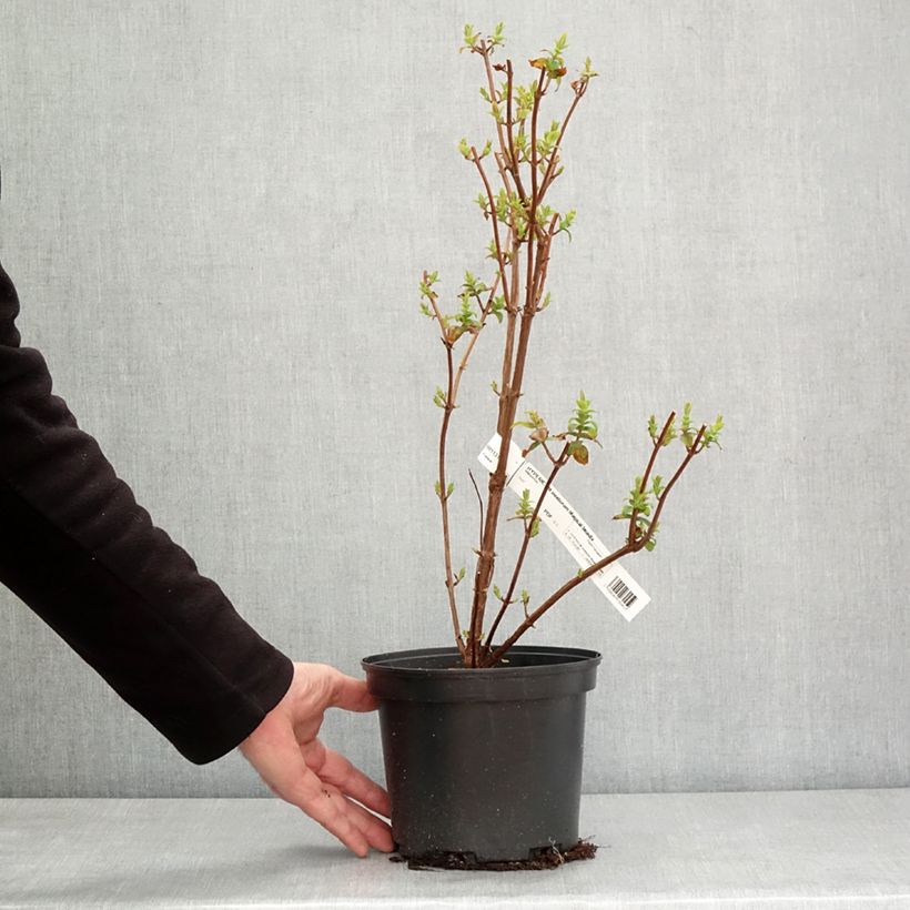 Exemplar von Hypericum Magical Beauty Kolmbeau - Johanniskraut Topf mit 3L/4L wie im Winter geliefert