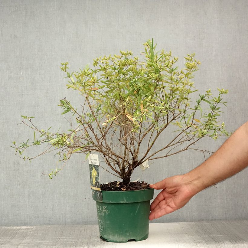 Exemplar von Hypericum kalmianum Blue Velvet - Johanniskraut Topf mit 2L/3L wie im Sommer geliefert