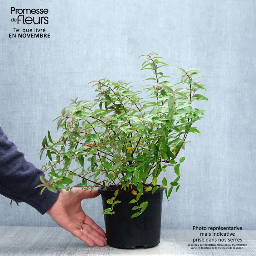 Exemplar von Hypericum Hidcote - Großblumiges Johanniskraut Topf mit 2L/3L wie im Herbst geliefert