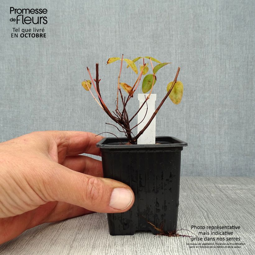 Exemplar von Hypericum Hidcote - Großblumiges Johanniskraut Kleine Töpfe von 8/9 cm wie im Herbst geliefert
