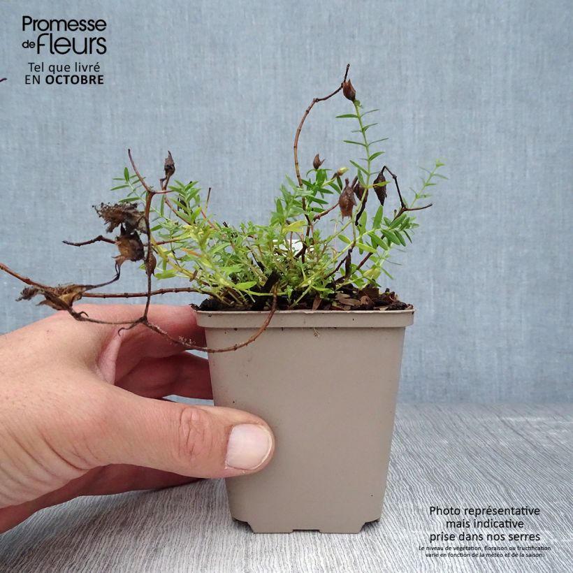 Exemplar von Hypericum olympicum Citrinum - Johanniskraut Kleine Töpfe von 8/9 cm wie im Herbst geliefert