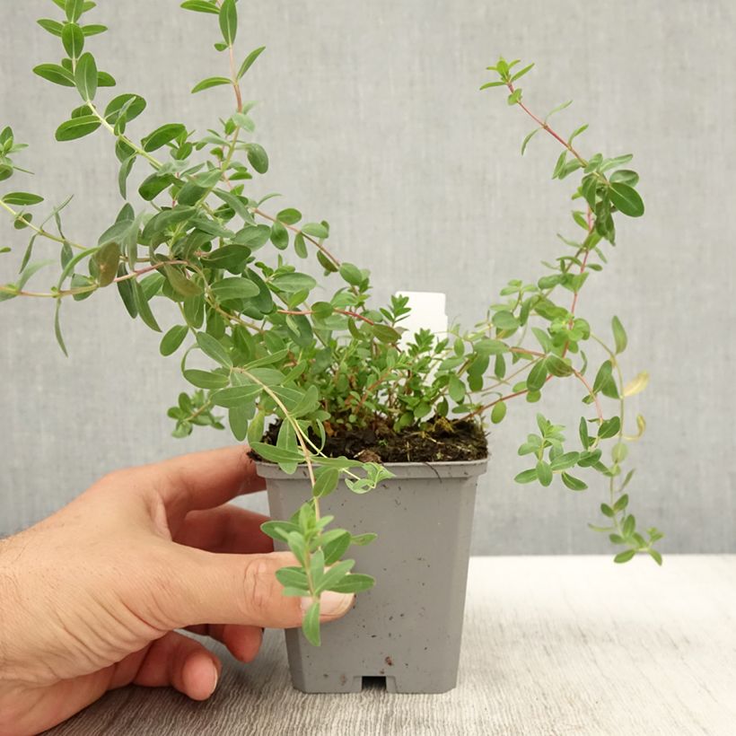 Exemplar von Hypericum olympicum - Johanniskraut Kleine Töpfe von 8/9 cm wie im Herbst geliefert