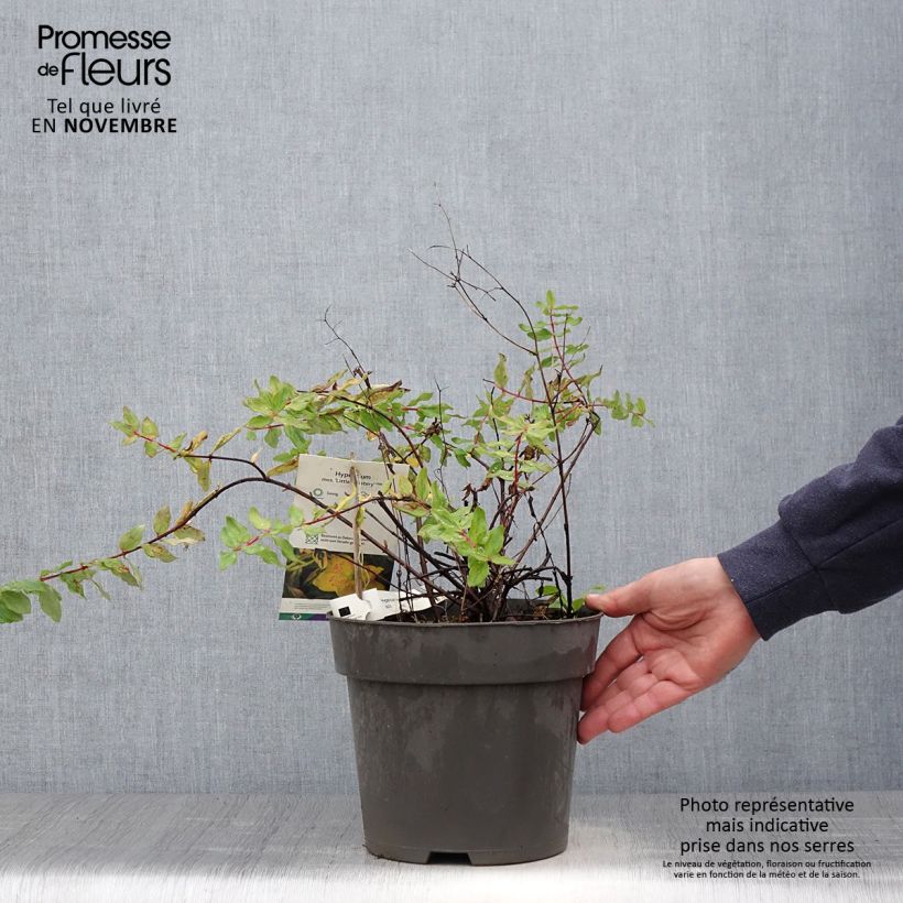 Exemplar von Hypericum moserianum Little Misstery - Johanniskraut Topf mit 4L/5L wie im Herbst geliefert