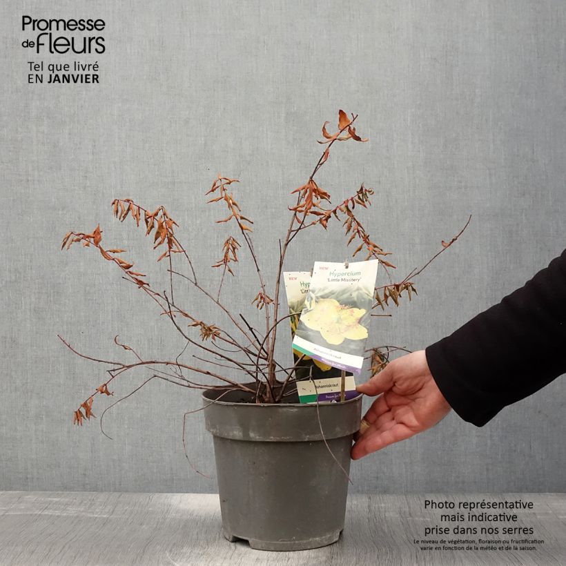 Exemplar von Hypericum moserianum Little Misstery - Johanniskraut Topf mit 4L/5L wie im Winter geliefert
