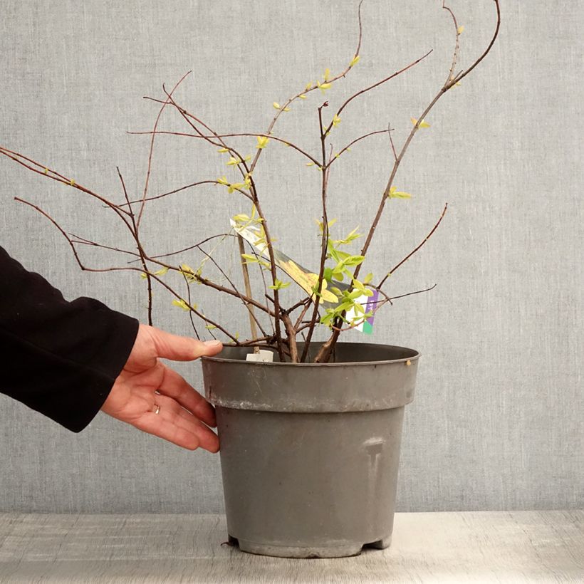 Exemplar von Hypericum moserianum Little Misstery - Johanniskraut Topf mit 4L/5L wie im Frühjahr geliefert