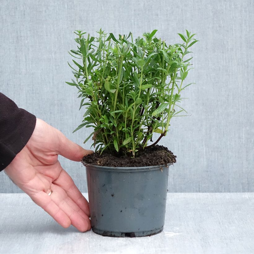 Exemplar von Ysop Bio Pflanzen - Hyssopus officinalis Topf mit 1L/1,5L wie im Herbst geliefert