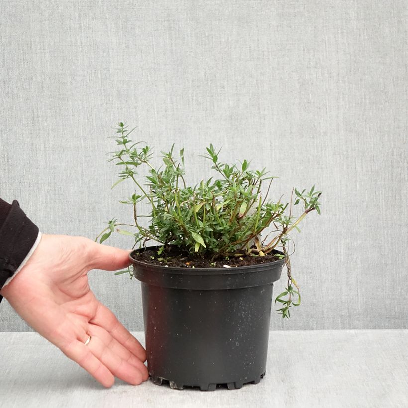 Exemplar von Ysop - Hyssopus officinalis Topf mit 2L/3L wie im Herbst geliefert