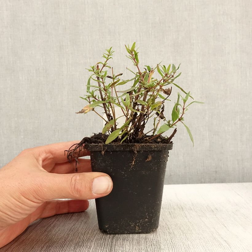 Exemplar von Hyssopus officinalis f. roseus Kleine Töpfe von 8/9 cm wie im Herbst geliefert