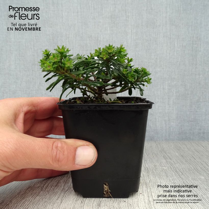 Exemplar von Iberis sempervirens Appen-Etz - Immergrüne Schleifenblume Kleine Töpfe von 8/9 cm wie im Herbst geliefert