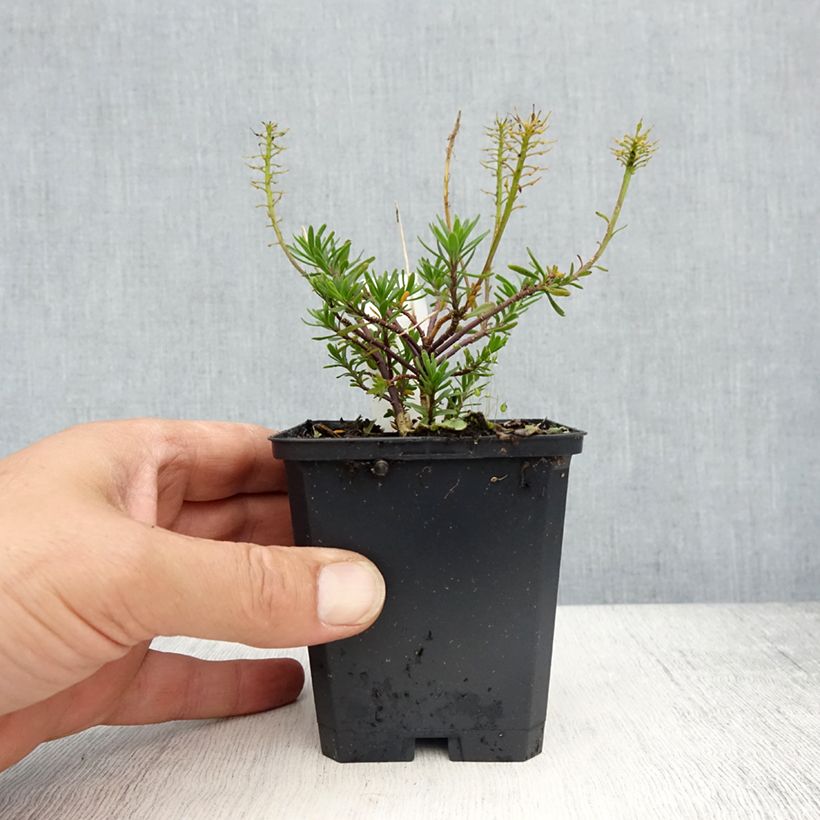 Exemplar von Iberis sempervirens Appen-Etz - Immergrüne Schleifenblume Kleine Töpfe von 8/9 cm wie im Frühjahr geliefert