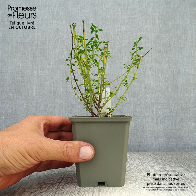 Exemplar von Iberis sempervirens Pink Ice - Immergrüne Schleifenblume Kleine Töpfe von 8/9 cm wie im Herbst geliefert