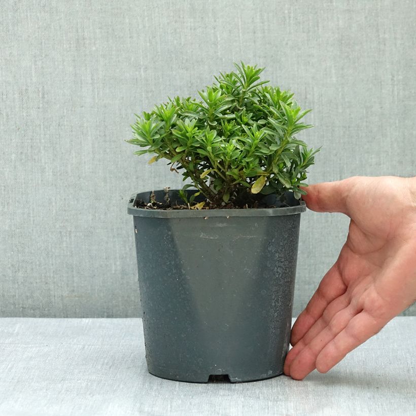 Exemplar von Iberis sempervirens Snowflake - Immergrüne Schleifenblume Topf mit 2L/3L wie im Sommer geliefert
