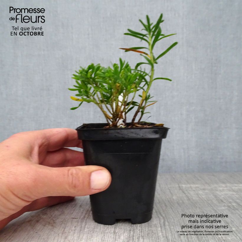 Exemplar von Iberis sempervirens Weisser Zwerg - Immergrüne Schleifenblume Kleine Töpfe von 8/9 cm wie im Herbst geliefert